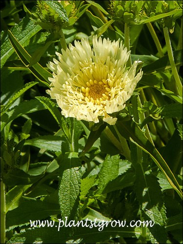 The unusual yellow color of this Stokesia.